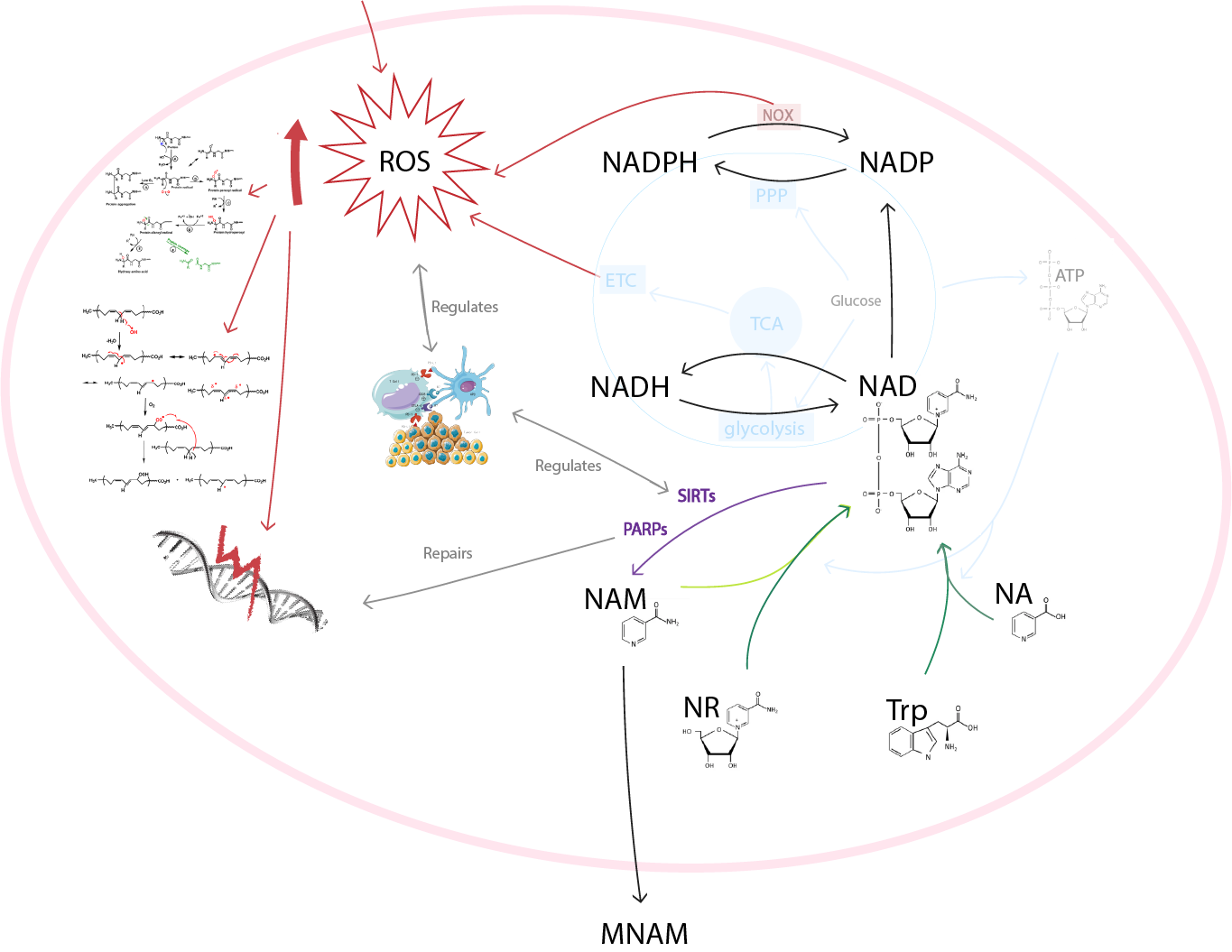 linking NAD metabolism and oxidative stress