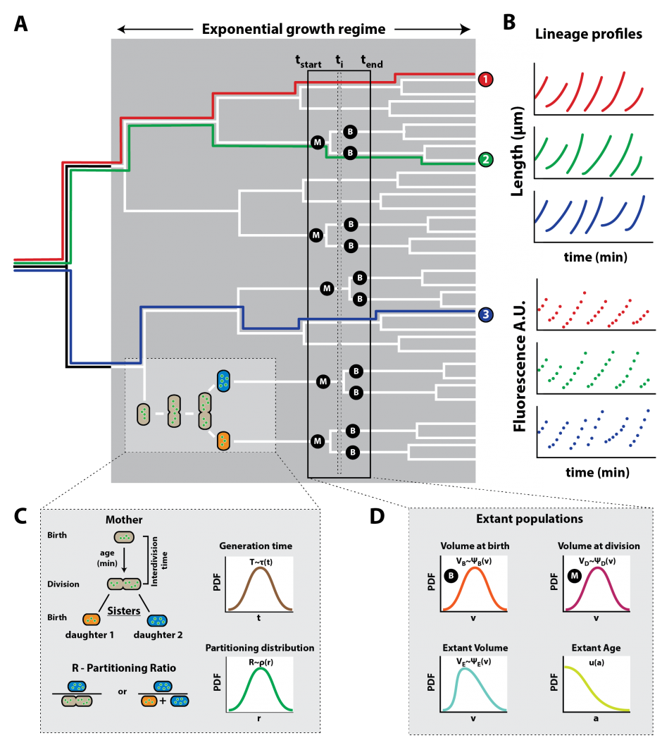 our-paper-on-the-statistics-of-single-cell-bacterial-growth-is